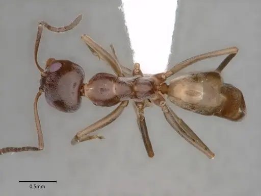 Dorymyrmex insanus specimen CASENT0841075 image casent0841075_1