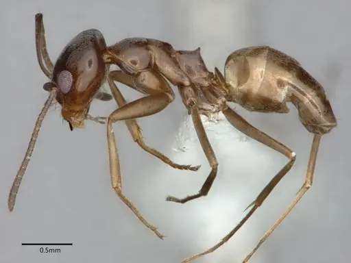 Dorymyrmex insanus specimen CASENT0841075 image casent0841075_3