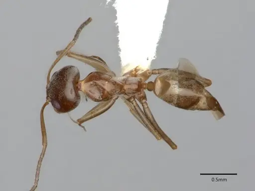 Dorymyrmex insanus specimen CASENT0841076 image casent0841076_1