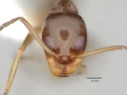 Dorymyrmex insanus specimen CASENT0841076 image casent0841076_2