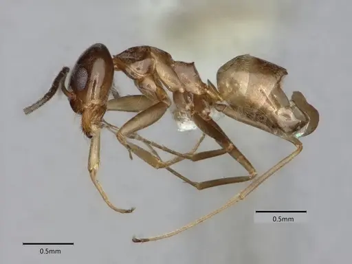 Dorymyrmex insanus specimen CASENT0841076 image casent0841076_3