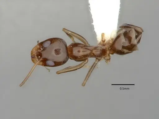 Dorymyrmex insanus specimen CASENT0841078 image casent0841078_1