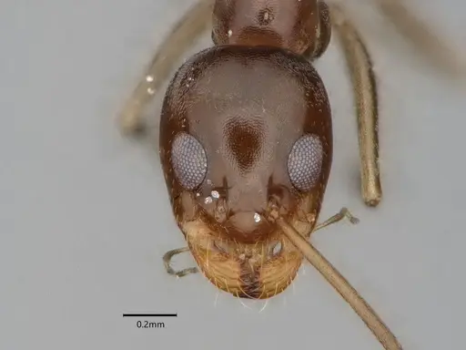 Dorymyrmex insanus specimen CASENT0841078 image casent0841078_2