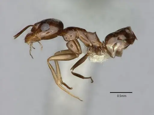 Dorymyrmex insanus specimen CASENT0841078 image casent0841078_3