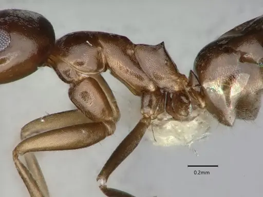 Dorymyrmex insanus specimen CASENT0841078 image casent0841078_4