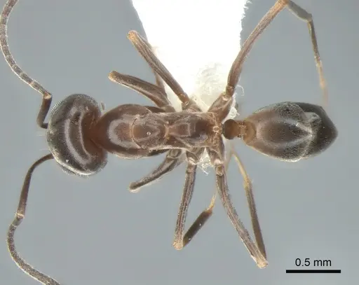 Dorymyrmex insanus specimen CASENT0841126 image casent0841126_1