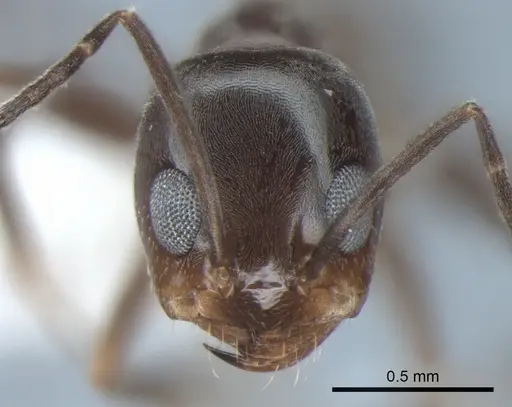 Dorymyrmex insanus specimen CASENT0841126 image casent0841126_2