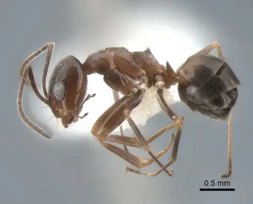 Dorymyrmex insanus specimen CASENT0841126 image casent0841126_3