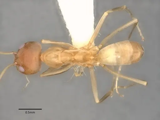 Dorymyrmex insanus specimen CASENT0841248 image casent0841248_1