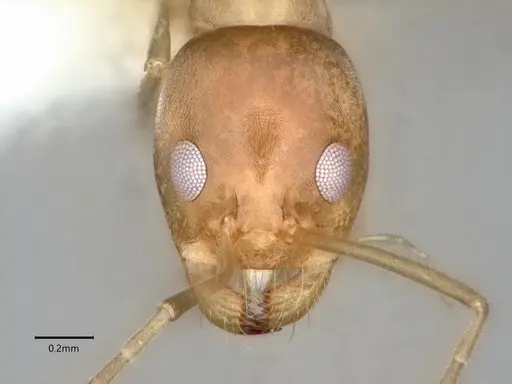 Dorymyrmex insanus specimen CASENT0841248 image casent0841248_2