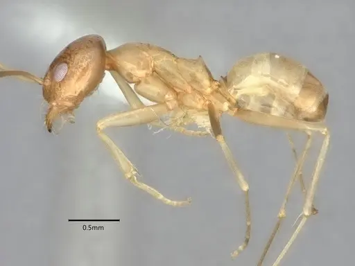 Dorymyrmex insanus specimen CASENT0841248 image casent0841248_3