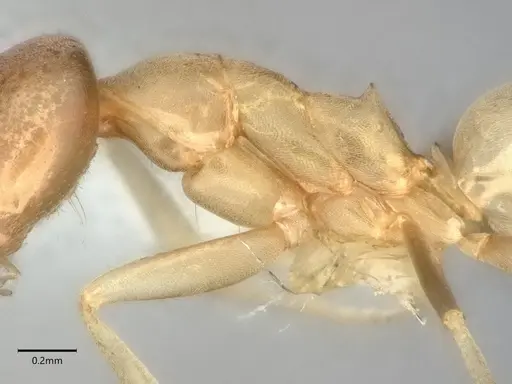 Dorymyrmex insanus specimen CASENT0841248 image casent0841248_4