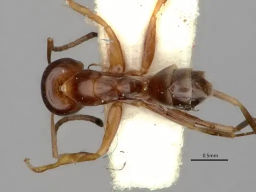 Dorymyrmex insanus specimen CASENT0841356 image casent0841356_1