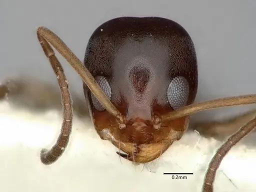 Dorymyrmex insanus specimen CASENT0841356 image casent0841356_2