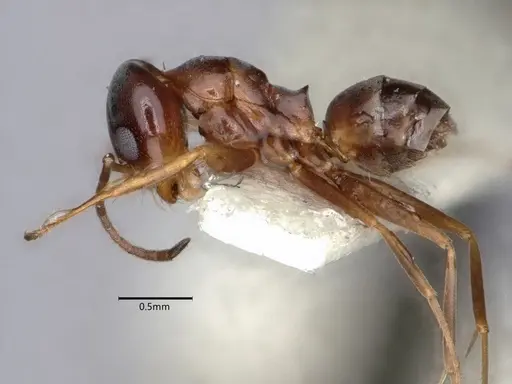 Dorymyrmex insanus specimen CASENT0841356 image casent0841356_3