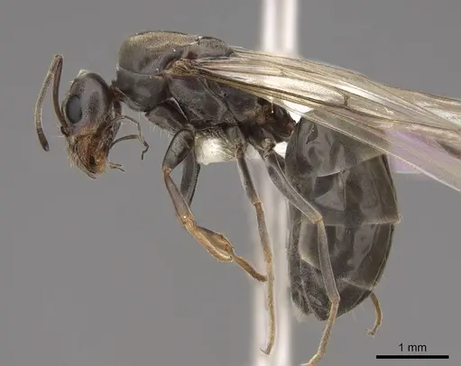 Dorymyrmex insanus specimen CASENT0843205 image casent0843205_3