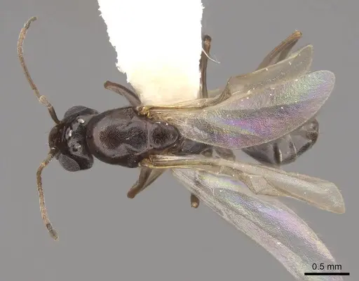 Dorymyrmex insanus specimen CASENT0843688 image casent0843688_1