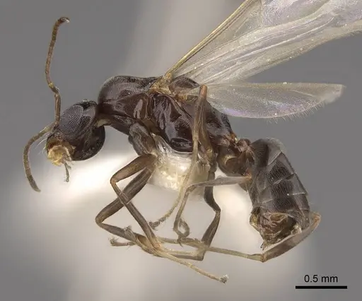 Dorymyrmex insanus specimen CASENT0843688 image casent0843688_3