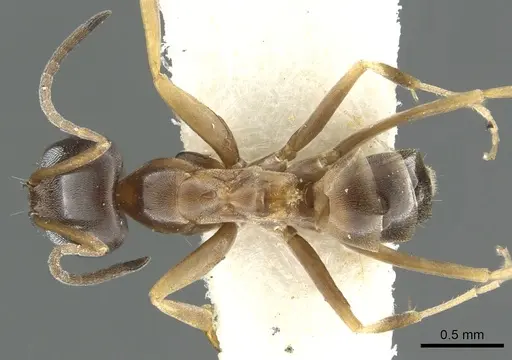 Dorymyrmex insanus specimen CASENT0902982 image casent0902982_1