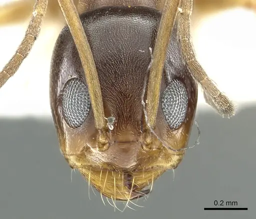 Dorymyrmex insanus specimen CASENT0902982 image casent0902982_2