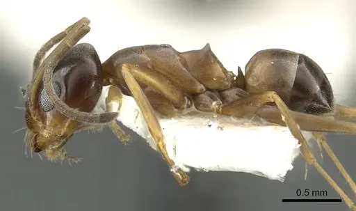 Dorymyrmex insanus specimen CASENT0902982 image casent0902982_3