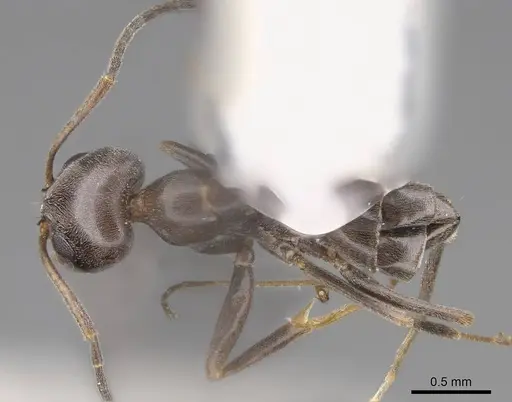 Dorymyrmex insanus specimen CASENT0914496 image casent0914496_1
