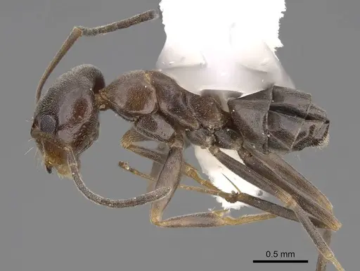 Dorymyrmex insanus specimen CASENT0914496 image casent0914496_3