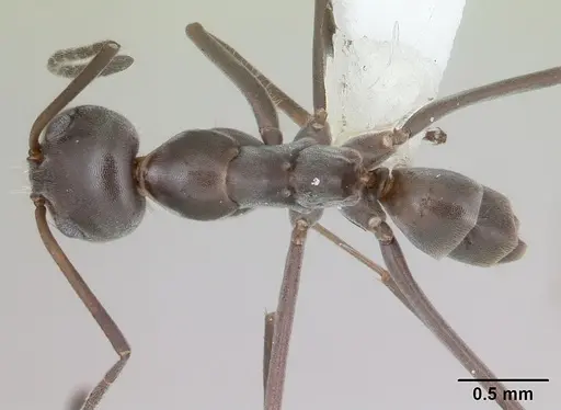 Dorymyrmex jheringi specimen CASENT0173848 image casent0173848_1