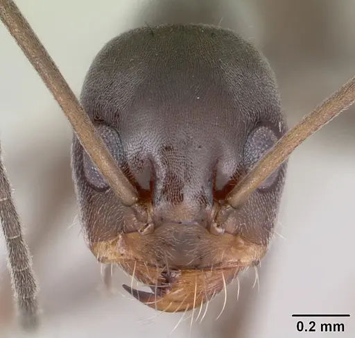 Dorymyrmex jheringi specimen CASENT0173848 image casent0173848_2