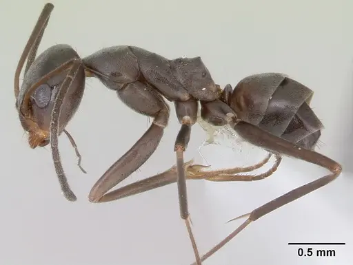 Dorymyrmex jheringi specimen CASENT0173848 image casent0173848_3