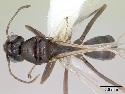 Dorymyrmex jheringi specimen CASENT0173849 image casent0173849_1