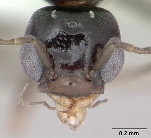 Dorymyrmex jheringi specimen CASENT0173849 image casent0173849_2