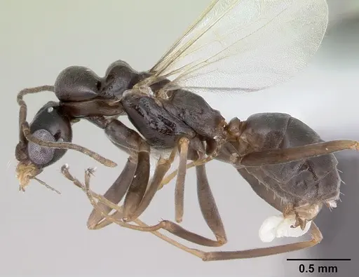 Dorymyrmex jheringi specimen CASENT0173849 image casent0173849_3
