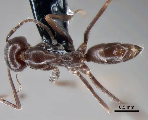 Dorymyrmex jheringi specimen CASENT0841169 image casent0841169_1