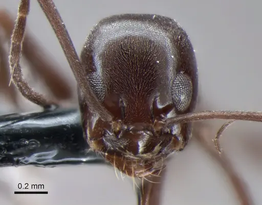 Dorymyrmex jheringi specimen CASENT0841169 image casent0841169_2
