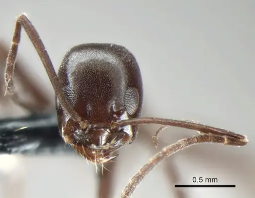 Dorymyrmex jheringi specimen CASENT0841169 image casent0841169_3