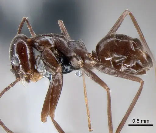 Dorymyrmex jheringi specimen CASENT0841169 image casent0841169_4