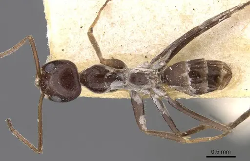 Dorymyrmex jheringi specimen CASENT0909738 image casent0909738_1
