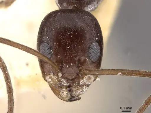 Dorymyrmex jheringi specimen CASENT0909738 image casent0909738_2