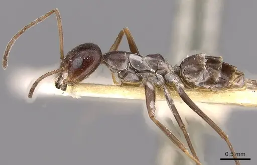 Dorymyrmex jheringi specimen CASENT0909738 image casent0909738_3