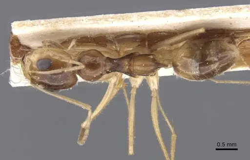 Dorymyrmex joergenseni specimen CASENT0911542 image casent0911542_1