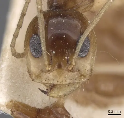 Dorymyrmex joergenseni specimen CASENT0911542 image casent0911542_2