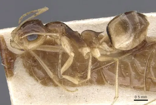 Dorymyrmex joergenseni specimen CASENT0911542 image casent0911542_3
