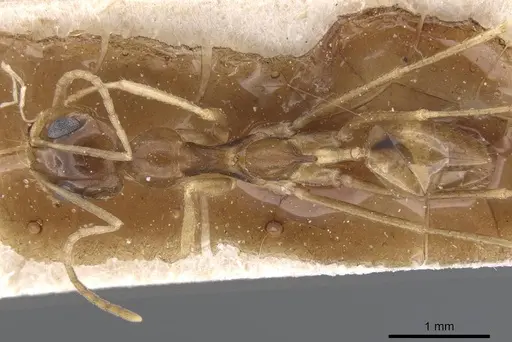 Dorymyrmex joergenseni specimen CASENT0911543 image casent0911543_1