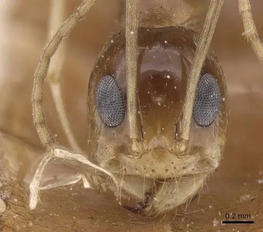 Dorymyrmex joergenseni specimen CASENT0911543 image casent0911543_2