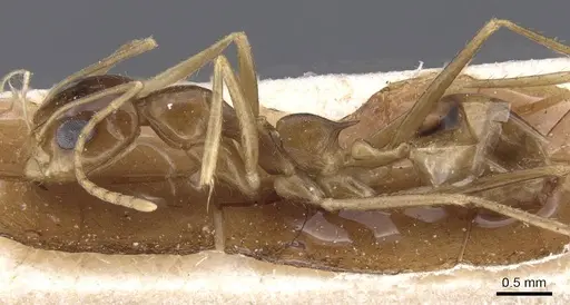 Dorymyrmex joergenseni specimen CASENT0911543 image casent0911543_3