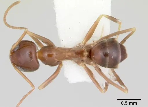Dorymyrmex lipan specimen CASENT0103440 image casent0103440_1