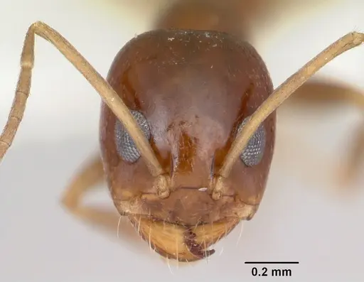 Dorymyrmex lipan specimen CASENT0103440 image casent0103440_2