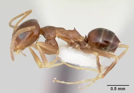 Dorymyrmex lipan specimen CASENT0103440 image casent0103440_3