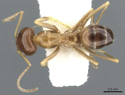 Dorymyrmex lipan specimen CASENT0902984 image casent0902984_1